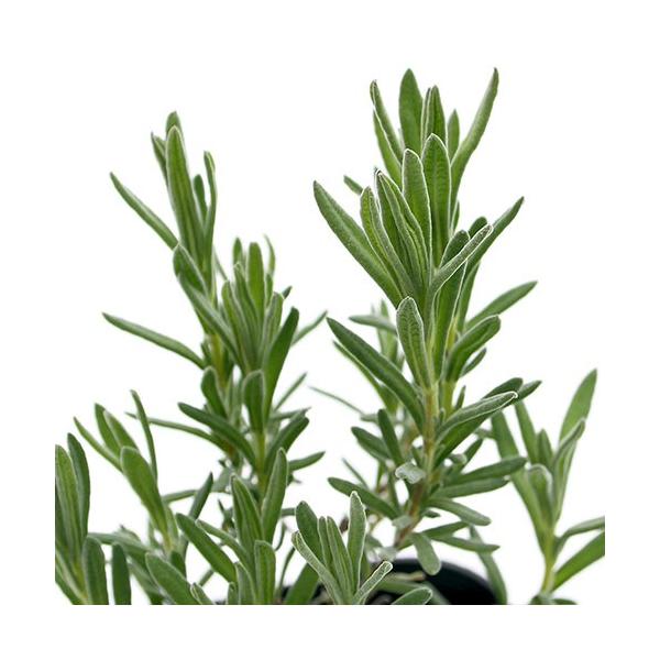 ガーデニング　ハーブ　苗　ラベンダー　herbpot_series　_gardening　植物　観葉植物　gardening　鉢植え　ポット　ガーデニング生体　植物生体　090list　Lavandula　stoechas　Lavender...