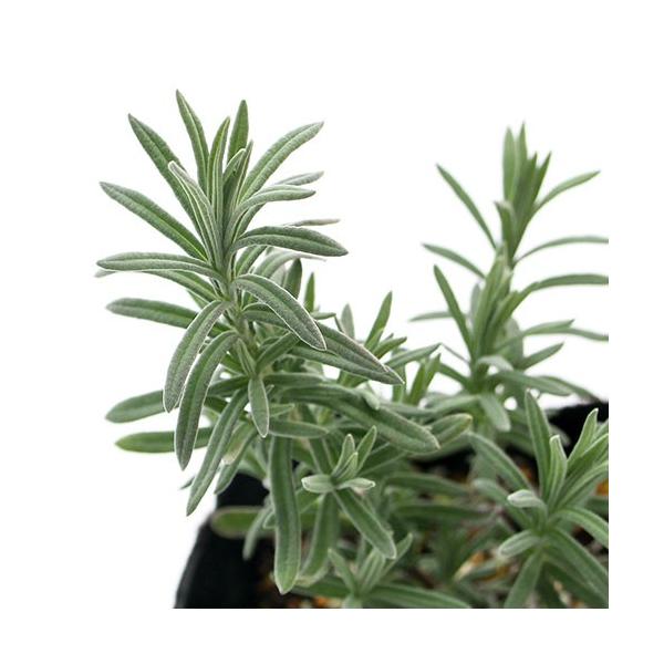 iϗtAjn[uc@x_[@XgGJX@Ao@RiP|bgj@ƒ؉