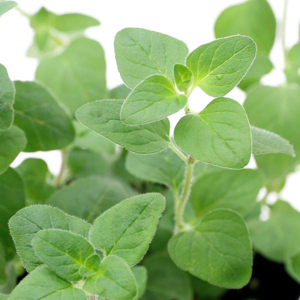 観葉植物　_gardening　ガーデニング　ハーブ　苗　オレガノ　ワイルドマジョラム　herbpot_series　kidobfen　植物　植物生体　ガーデニング生体　猫用品　犬用品　サプリメント　育て方　育成方法　栽培方法　202008...