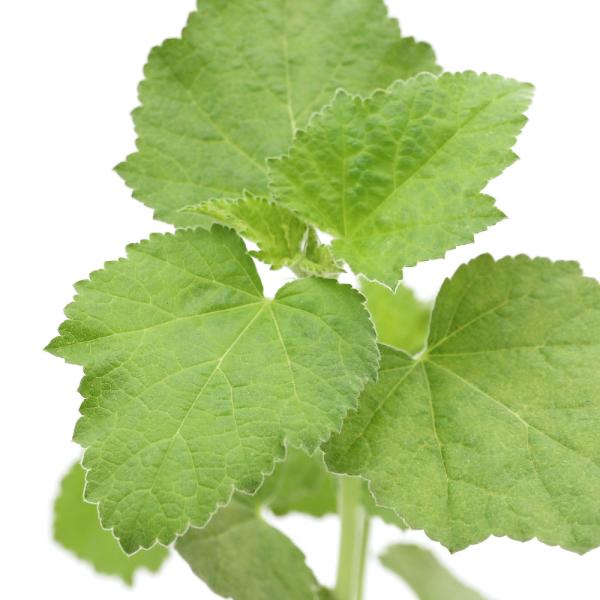 iϗtAjn[uc@}E@}[V@RiP|bgj@ƒ؉