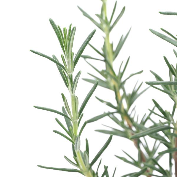 iϗtAjn[uc@[Y}[@Ebh@@RiP|bgj@ƒ؉