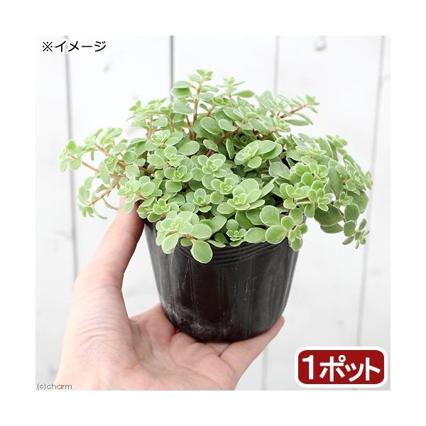 _gardening　gardening　ガーデニング　山野草　セダム　Ｓｅｄｕｍ　makinoi　植物　植物生体　ガーデニング生体　20180419　NO　ベンケイソウ　育て方　育成方法　栽培方法　管理方法　苗　マンネングサ　マルバマンネ...