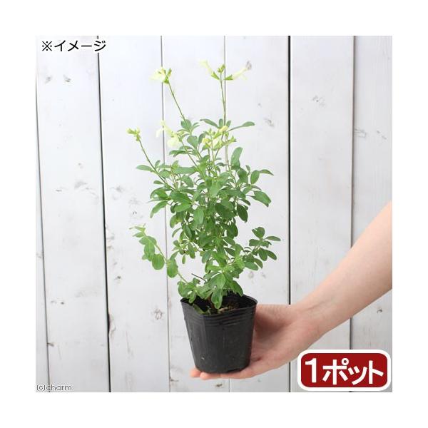 （観葉植物）ハーブ苗　セージ　チェリーセージ　イエロー　３号（１ポット）　家庭菜園