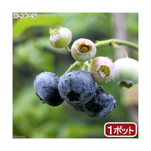 iϗtAjʎc@u[x[@܂Ԑ@nCubVn@TiP|bgj@ƒ؉@ʕ@t[c