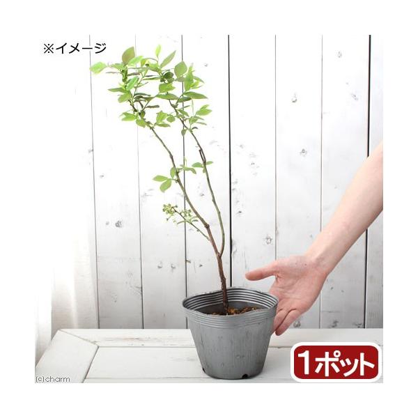 iϗtAjʎc@u[x[@Ԑ@nCubVn@TiP|bgj@ƒ؉@ʕ@t[c