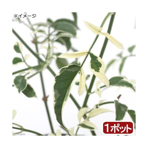 ガーデニング　花　苗　花木　ジャスミン　ハゴロモジャスミン　羽衣ジャスミン　_gardening　20180730　ＮＯ　鉢植え　ポット　ガーデニング生体　育て方　育成方法　栽培方法　管理方法　植物　植物生体　090list　園芸　Jasm...