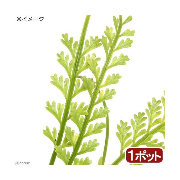 iR쑐jV_irjqmLV_iwrjRiP|bgjΐN