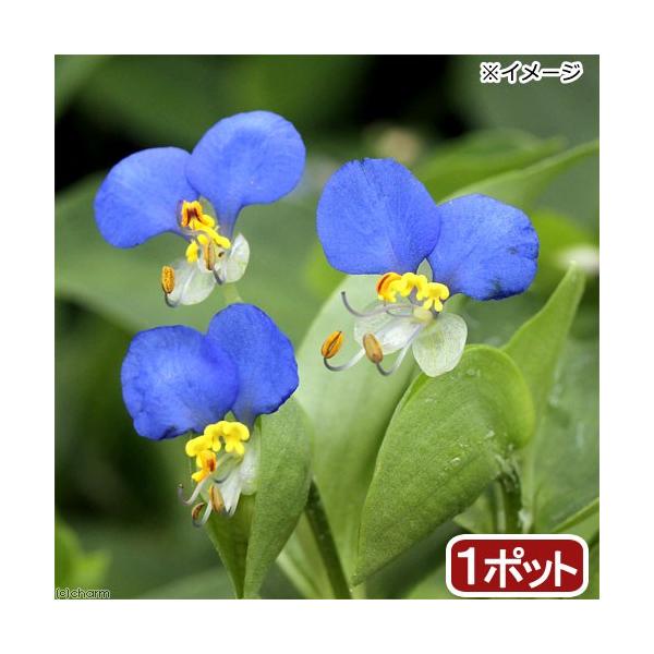 ビオトープ 水辺植物 ツユクサ ３号 １ポット 湿生植物 チャーム Charm Paypayモール店 通販 Paypayモール