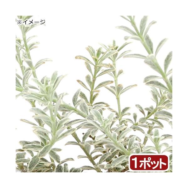 _gardening　ガーデニング　花　苗　ウェストリンギア　ウエストリンギア　オーストラリアン・ローズマリー　20180904　ＮＯ　育て方　育成方法　栽培方法　観葉植物　鉢植え　ポット　ガーデニング生体　管理方法　植物　植物生体　090...