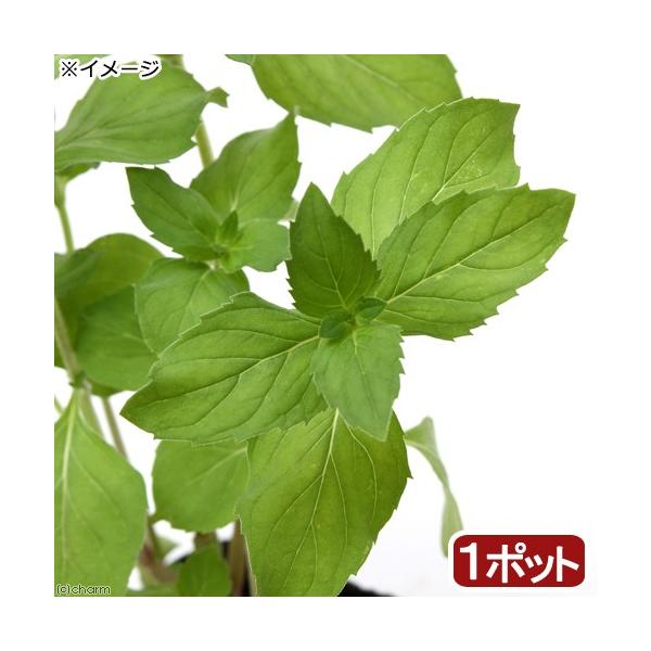 iϗtAjn[uc@~g@jznbJ@@RiP|bgj@ƒ؉