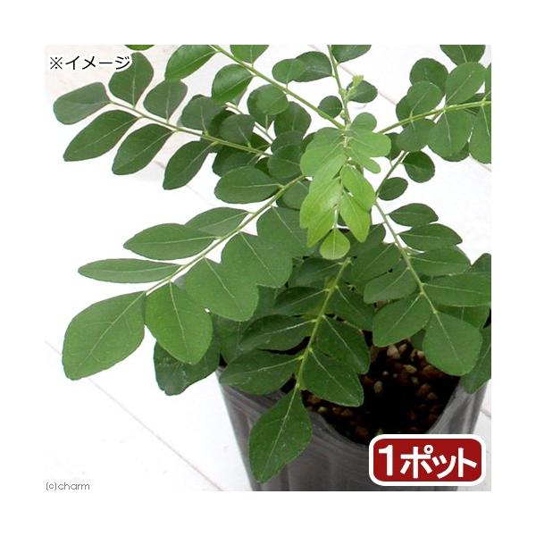 iϗtAjn[uc@J[[t̕c@RiP|bgj@ƒ؉