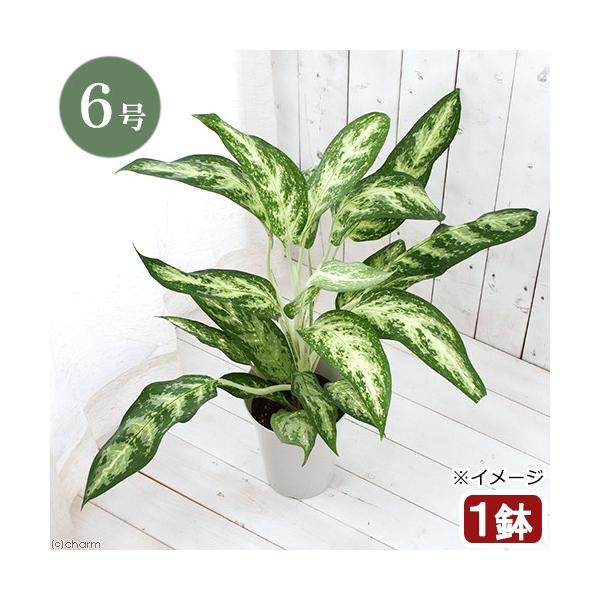 観葉植物 アグラオネマ 6号 農業資材 ガーデニング用品の人気商品 通販 価格比較 価格 Com