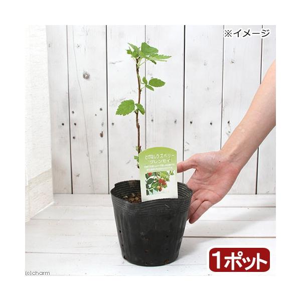 iϗtAjʎc@Yx[@OC@TiP|bgj@ƂȂ@ƒ؉@ʕ@t[c