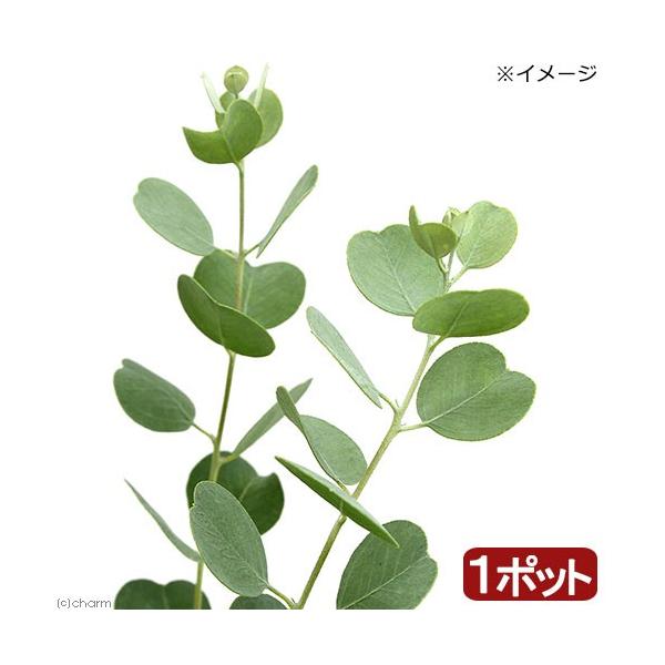 観葉植物 ユーカリ オルビフォリア ３号 １ポット ハートリーフユーカリ チャーム Charm Paypayモール店 通販 Paypayモール