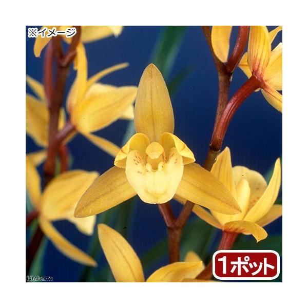 シンビジューム 生花の人気商品 通販 価格比較 価格 Com