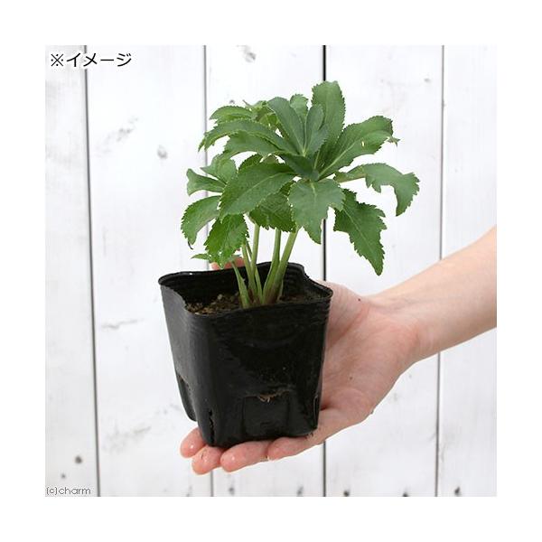 観葉植物 クリスマスローズ プチドール 栞 ３号 １ポット 北海道冬季発送不可 Buyee Buyee Jasa Perwakilan Pembelian Barang Online Di Jepang