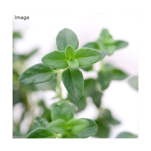 iϗtAjn[uc@^C@@RiP|bgj@ƒ؉@@eB[@Ntg