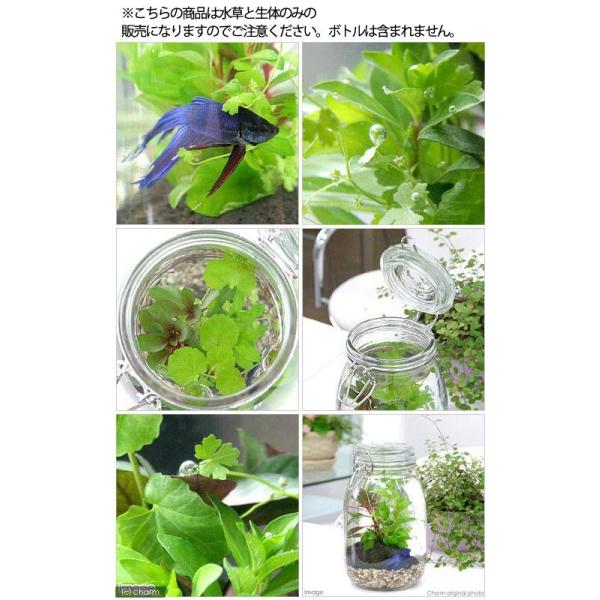 熱帯魚 水草 私の小さなアクアリウム ベタと水草の共演 水草と生体キット １セット 説明書付き 本州四国限定 Buyee Buyee Japanese Proxy Service Buy From Japan Bot Online