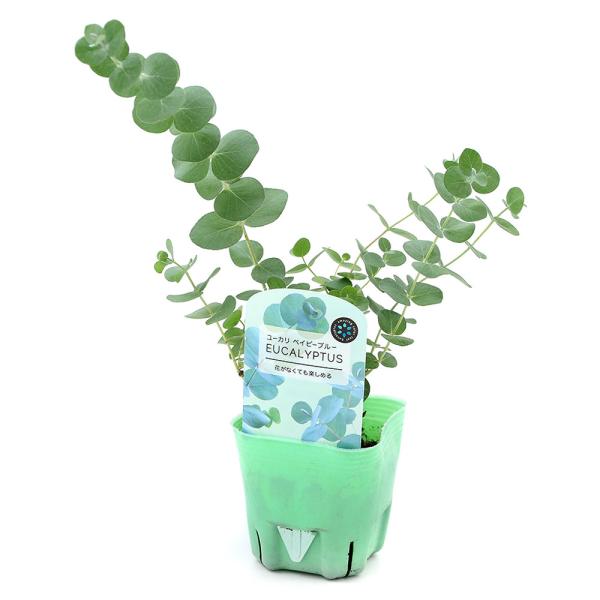 観葉植物 ユーカリ ベイビーブルー ３号 １ポット 家庭菜園 Buyee Buyee Japanese Proxy Service Buy From Japan Bot Online