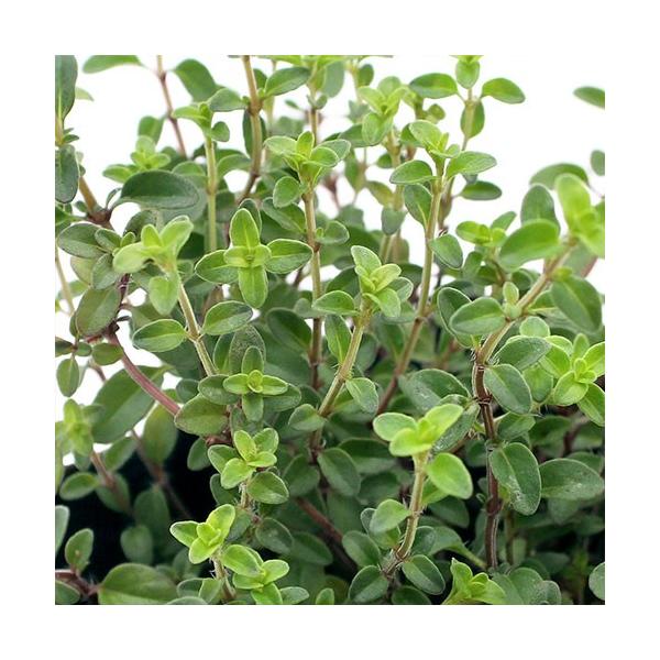 iϗtAjn[uc@^C@N[sO@RiP|bgj@ƒ؉@