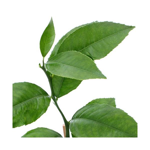 iϗtAjʎc@@}C[@R`RDTiP|bgj@ƒ؉@ʕ@t[c