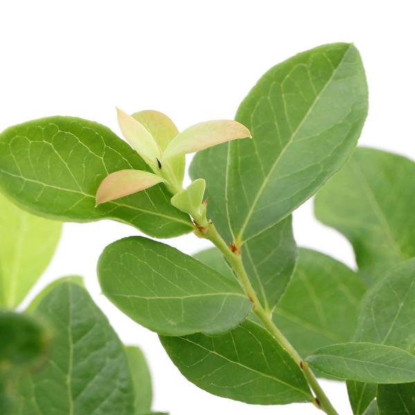 iϗtAjʎc@u[x[@TVCu[@TUnCubVn@TiP|bgj@ƒ؉@ʕ@t[c