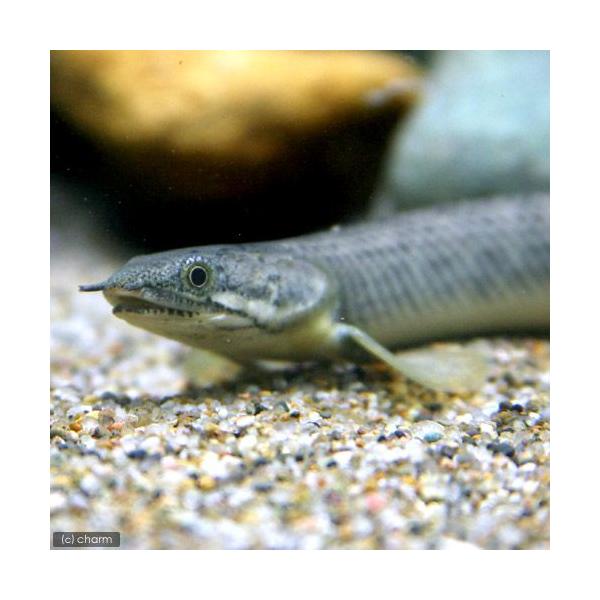 PF_SPQ　_aqua　熱帯魚・エビ他　古代・大型魚　ポリプテルス・パルマス・ポーリー　Ｍサイズ　ワイルド　１匹　fish_database　Ｐｏｌｙｐｔｅｒｕｓ　ｐａｌｍａｓ　ｐｏｌｌｉ　グリーンポリプ　20101222　ＭＳ　kaij...