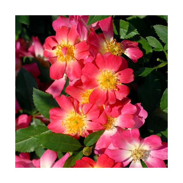 iϗtAjhtg[Y@sNhtg@SiPj@ouo