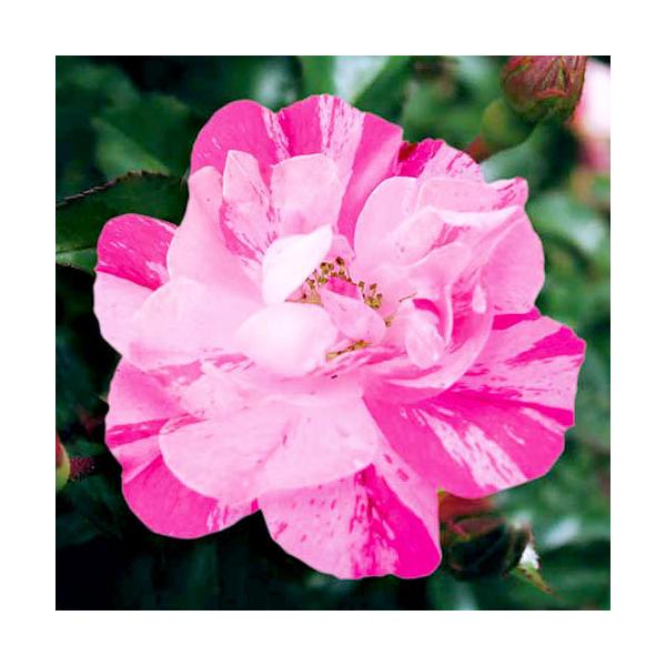 観葉植物 ピンク 苗の人気商品 通販 価格比較 価格 Com