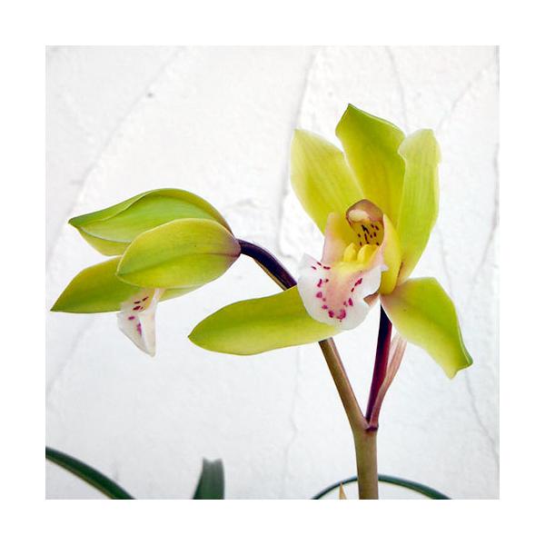 シンビジウムの育て方 みんな探してる人気モノ シンビジウムの育て方