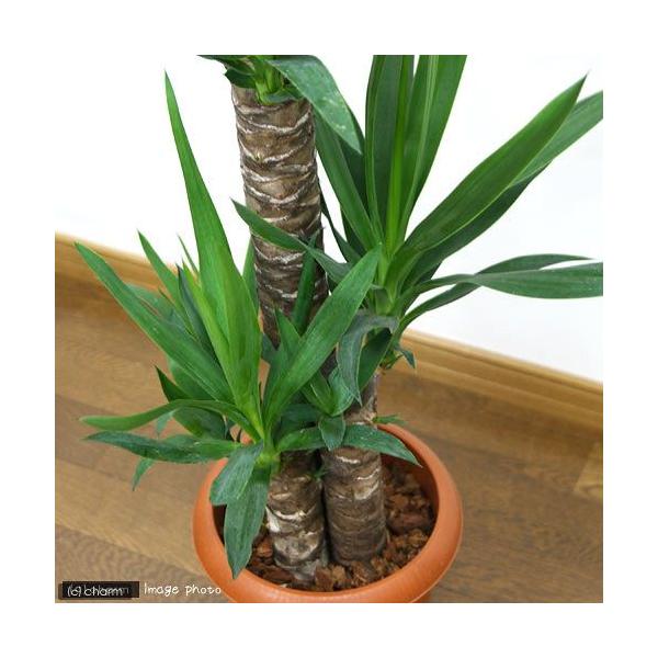 【大型】ユッカ ドラセナ観葉植物ドライガーデン1鉢7本 楽天市場】【観葉植物】「ドラセナ・ユッカ」7号 観葉植物 インテリア