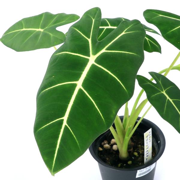 （観葉植物）　all_plants　観葉植物　園芸　ガーデニング　ビバリウム　アクアテラリウム　パルダリウム　サトイモ　Alocasia　'Green　Velvet'　アローカシア　サトイモ科アロカシア属　多年草　東南アジア　ベルベット状　...