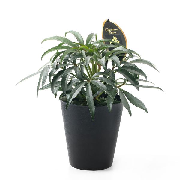 クリスマス 観葉植物の人気商品 通販 価格比較 価格 Com