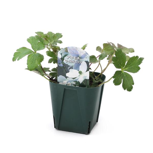 観葉植物 アネモネ ワイルドスワン ４号 １鉢 宿根草 チャーム Charm Paypayモール店 通販 Paypayモール