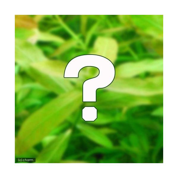 ij܂nCOtBitjQ×T{Zbgi_jivPO{j