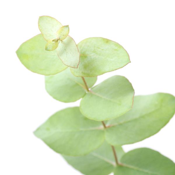 観葉植物 ユーカリ 4号の人気商品 通販 価格比較 価格 Com