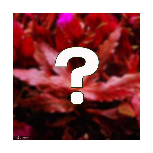 ij܂AeieitjQ×T{Zbgi_jivPO{j