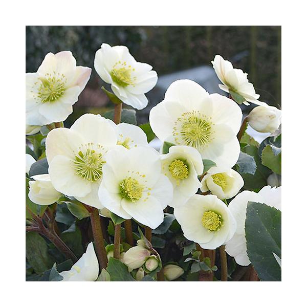 iϗtAjNX}X[Y@XKN@zCg@TiPj