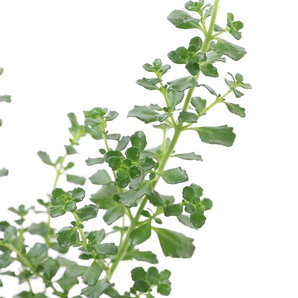 観葉植物　_gardening　herbpot_series　_mintgdn　opa2_delete　ガーデニング　ハーブ　苗　庭木　庭　寄せ植え　ブッシュ　Prostanthera　プロスタンテラ　シソ科プロスタンテラ属　多年草　常緑低...