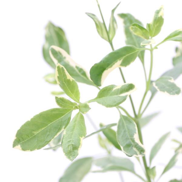 iϗtAjn[uc@Z[W@`F[Z[W@背bh@RiP|bgj@ƒ؉