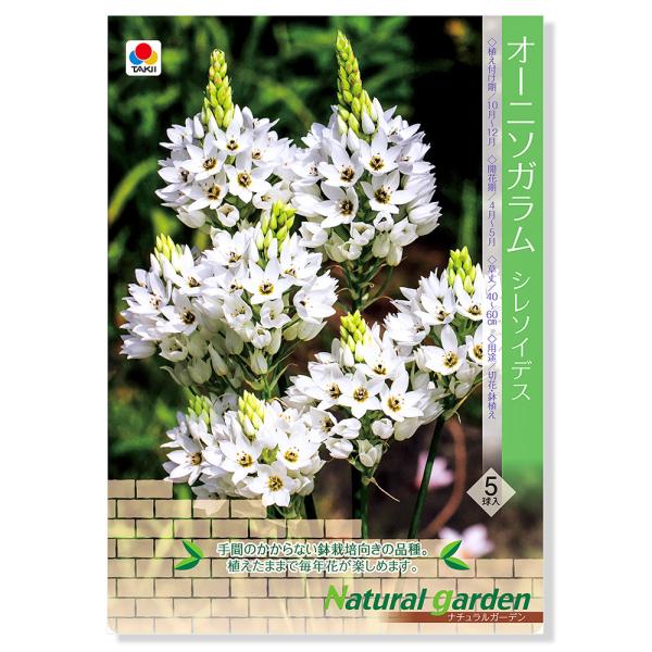 観葉植物 オーニソガラム球根 シレソイデス ５球詰 １袋 切り花向き ナチュラルガーデン チャーム Charm Paypayモール店 通販 Paypayモール
