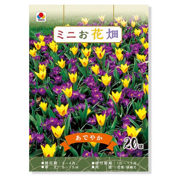 球根 チューリップ球根の人気商品 通販 価格比較 価格 Com