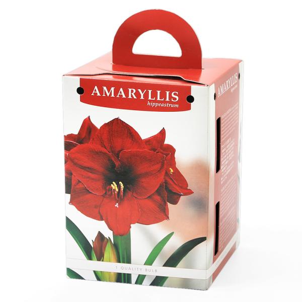 ガーデニング　花　球根　アマリリス球根　アマリリス　Amaryllis　Hippeastrum　amaryllis_series　ヒガンバナ科　アマリリス属　箱　植物　植物生体　ガーデニング生体　育て方　育成方法　栽培方法　観葉植物　ポット...