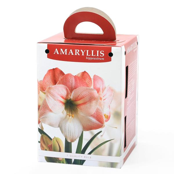 ガーデニング　花　球根　アマリリス球根　アマリリス　Amaryllis　Hippeastrum　amaryllis_series　ヒガンバナ科　アマリリス属　箱　植物　植物生体　ガーデニング生体　育て方　育成方法　栽培方法　観葉植物　ポット...