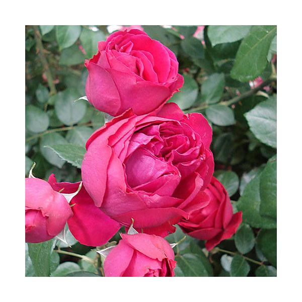 バラ 鉢 生花の人気商品 通販 価格比較 価格 Com