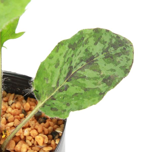 ガーデニング　園芸　花　苗　花苗　鉢花　バラ　薔薇　バラ苗　育て方　育成方法　栽培方法　観葉植物　Ｈｉｅｒａｃｉｕｍ　ｍａｃｕｌａｔｕｍ　20180522　KO　蒲公英　鶉葉　ウズラ葉