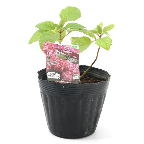 アジサイ 冬 Diy 工具の人気商品 通販 価格比較 価格 Com