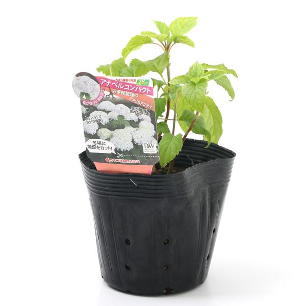 アメリカ ガーデニング 観葉植物の人気商品 通販 価格比較 価格 Com