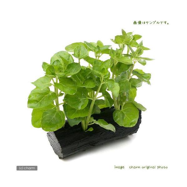 ijJ[i~@ؕt@rTCYitji_jiP{jiPTj