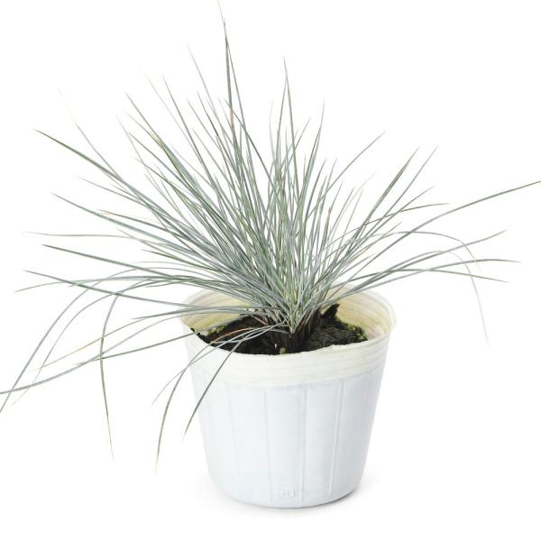 ガーデニング　苗　観葉植物　庭植え　地植え　鉢植え　寄せ植え　フェスツカ　ブルーフェスク　ギンシンソウ　シルバーグラス　青ヒゲ　イネ科　ウシノケグサ属　冬花壇　ロックガーデン　宿根草　グラス　イングリッシュガーデン　コンテナ　コンテナガーデ...